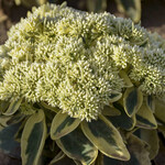 Sedum Frosted Fire 1G