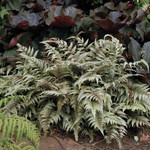 Japanese Painted Fern  1Gal.