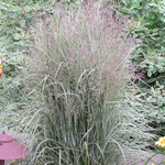 Grass Reed Overdam 2 Gal