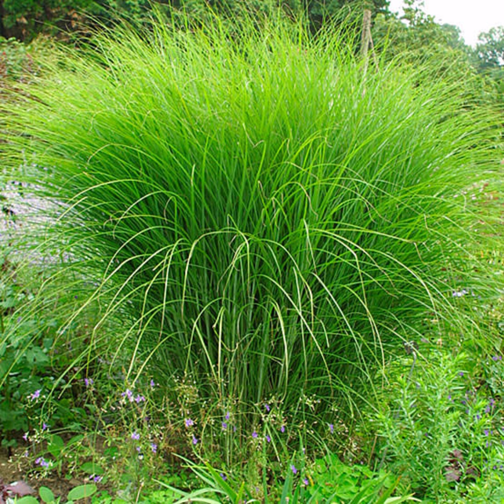 Miscanthus s Gracillimus Maiden Grass 2G