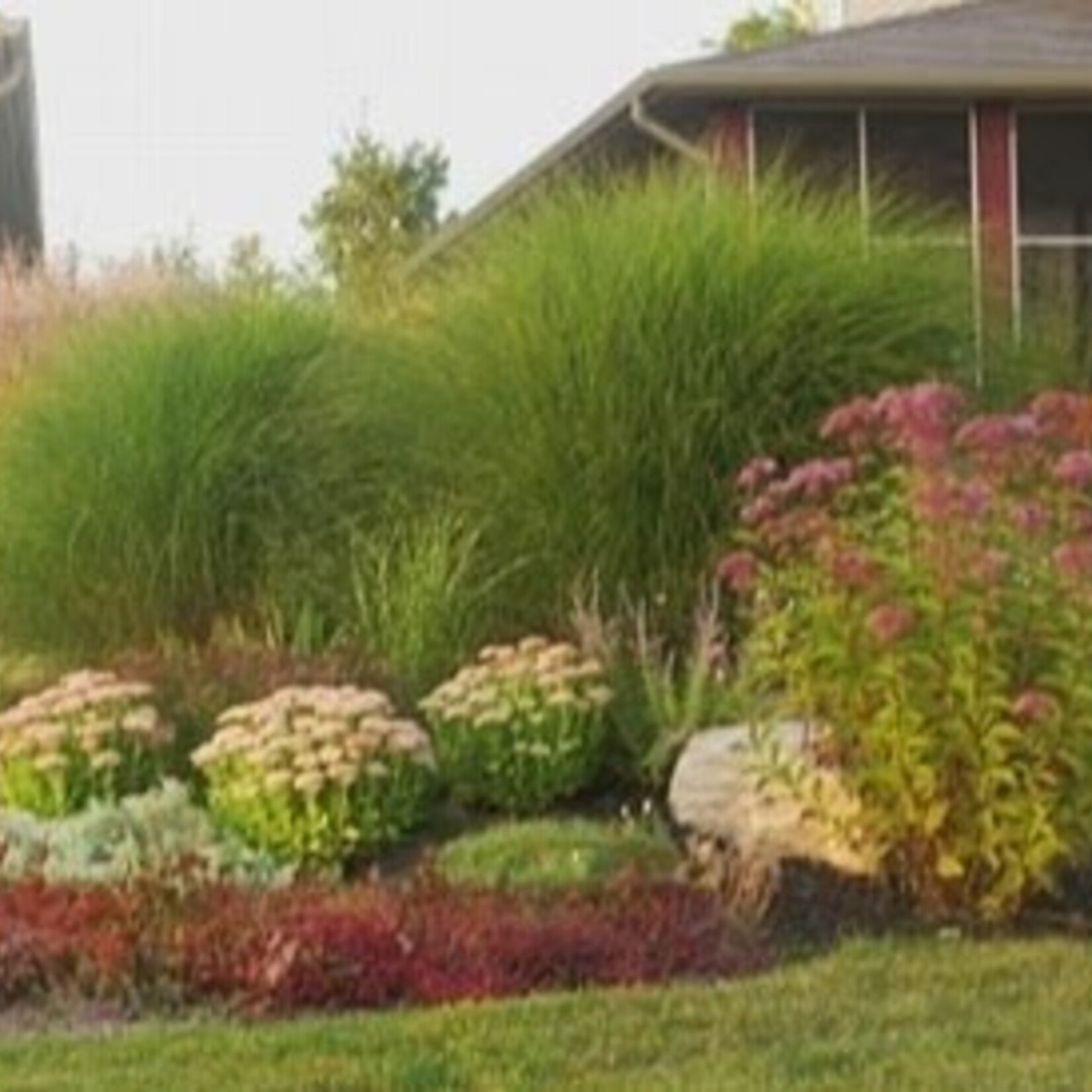 Miscanthus s Gracillimus Maiden Grass 2G