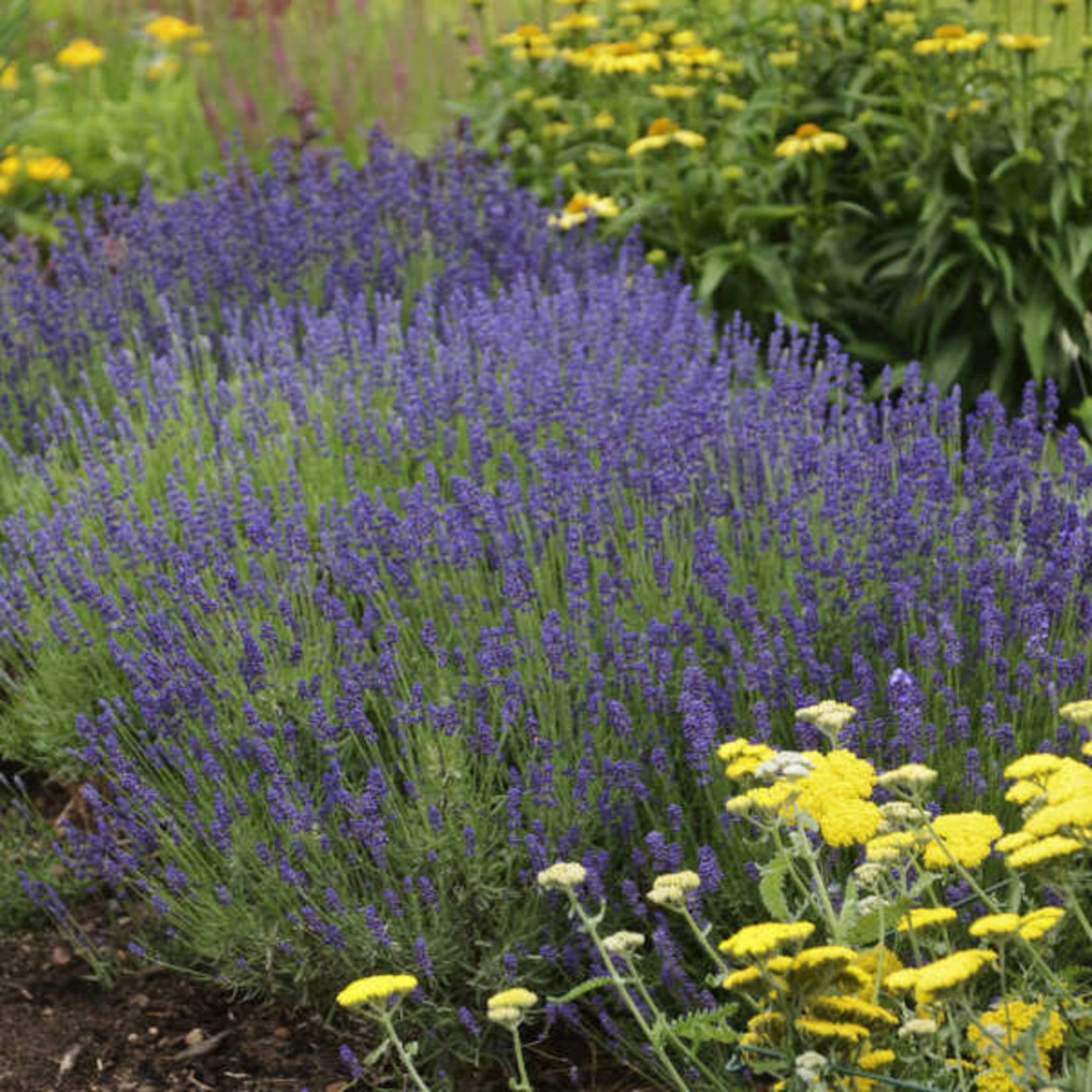 Lavender - Hidcote Blue 1G