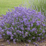 Lavender Essence Purple 1G