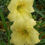 Hemerocallis Happy Returns  1G