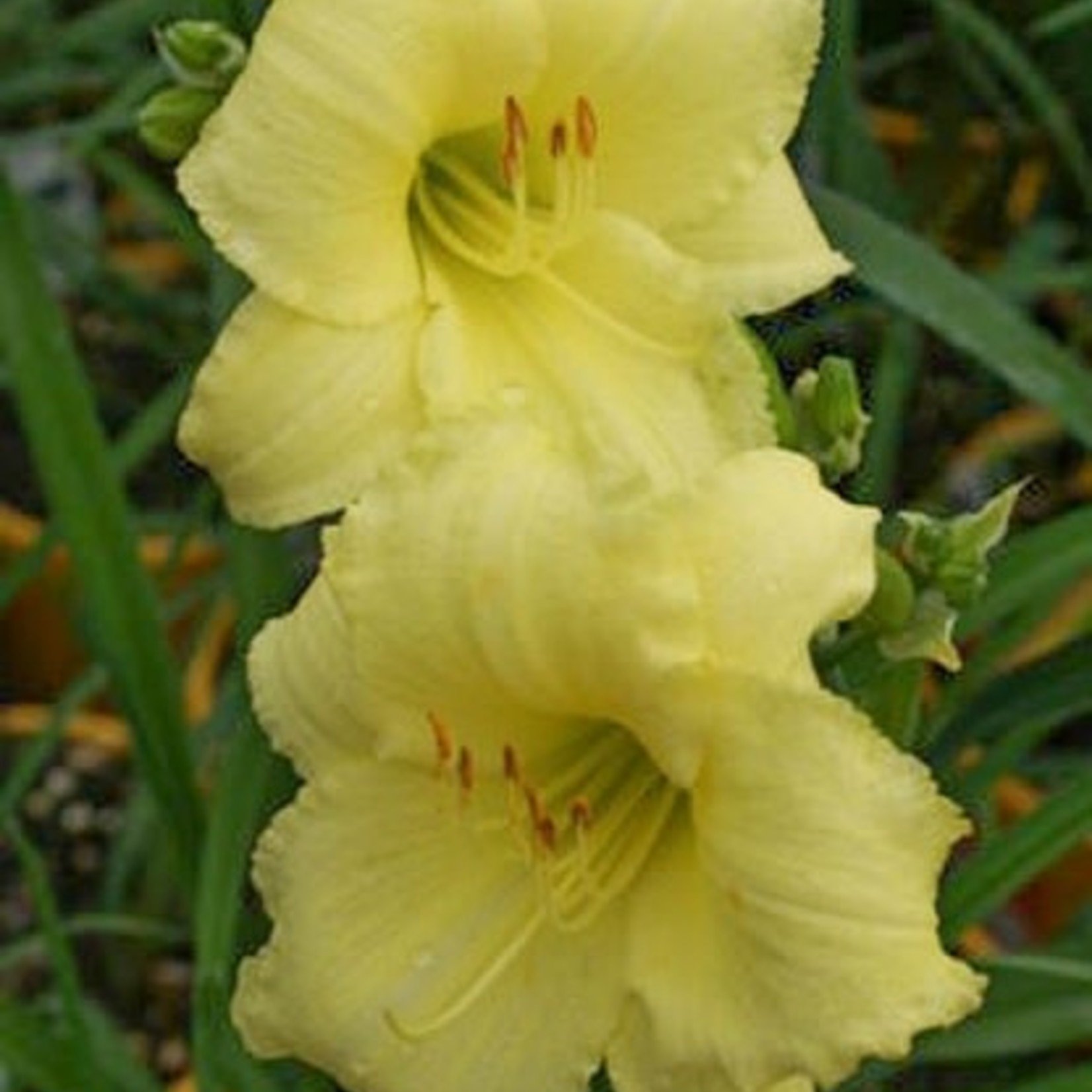 Hemerocallis Happy Returns  1G