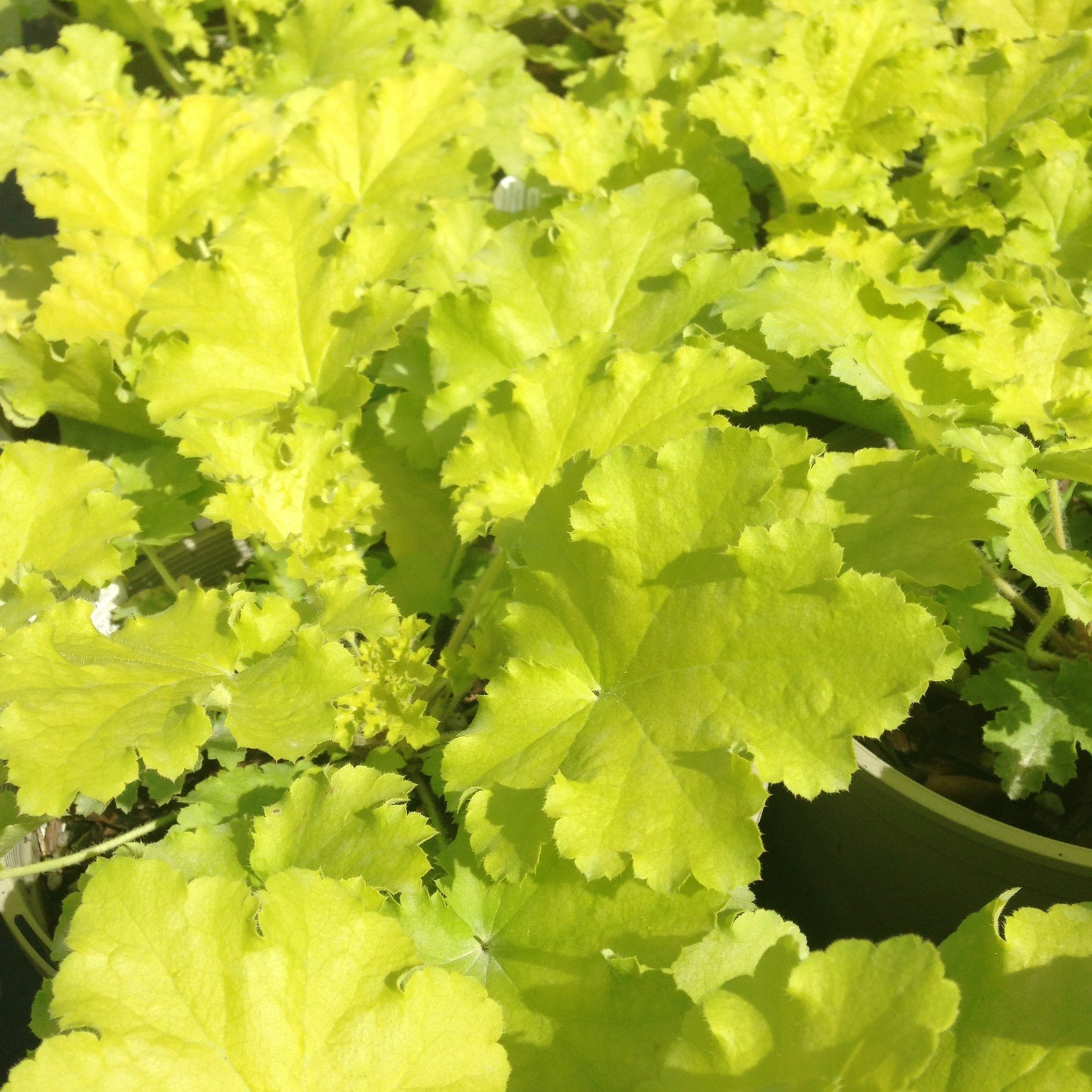 Heuchera Twist of Lime  1G