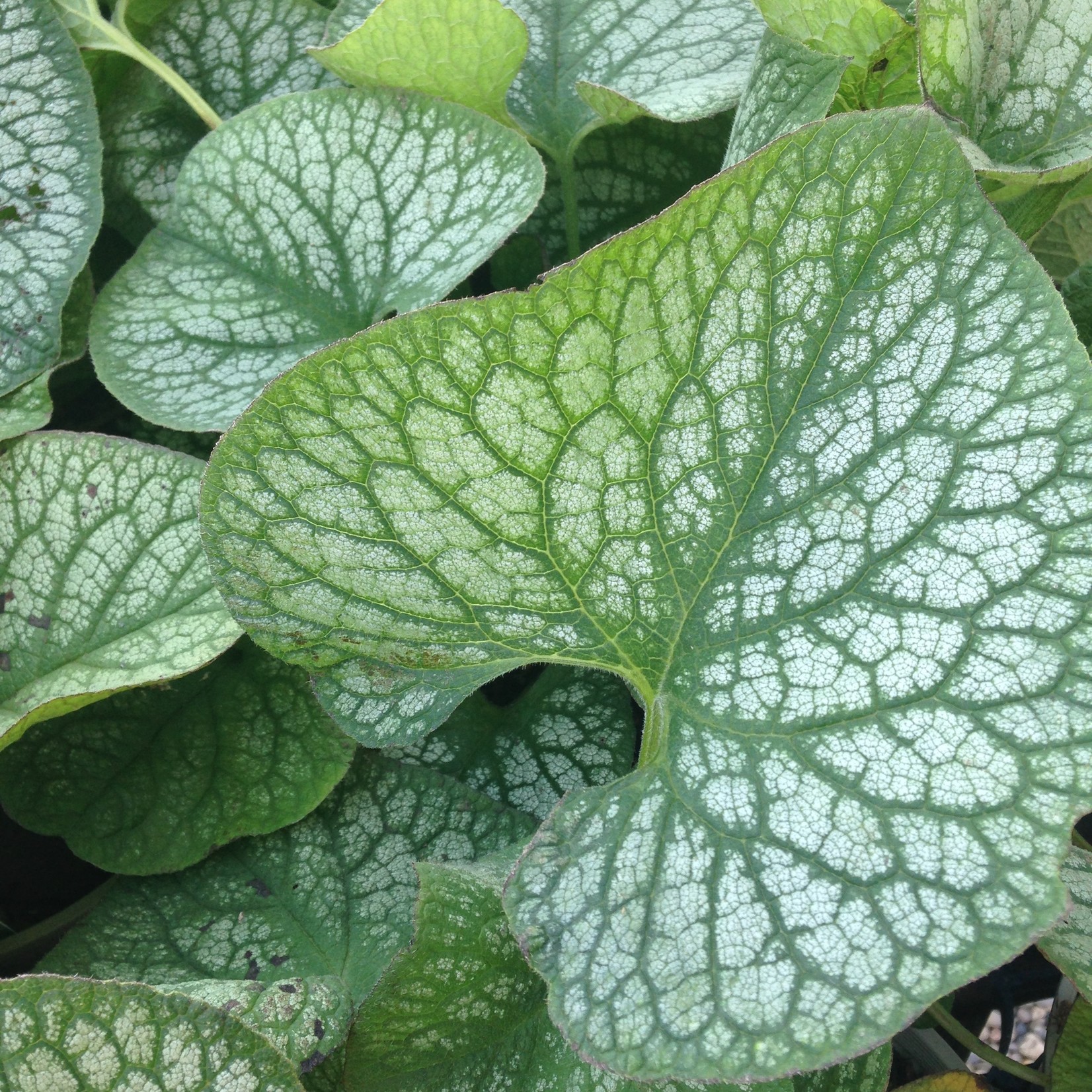 Bugloss Sterling Silver 1 Gal