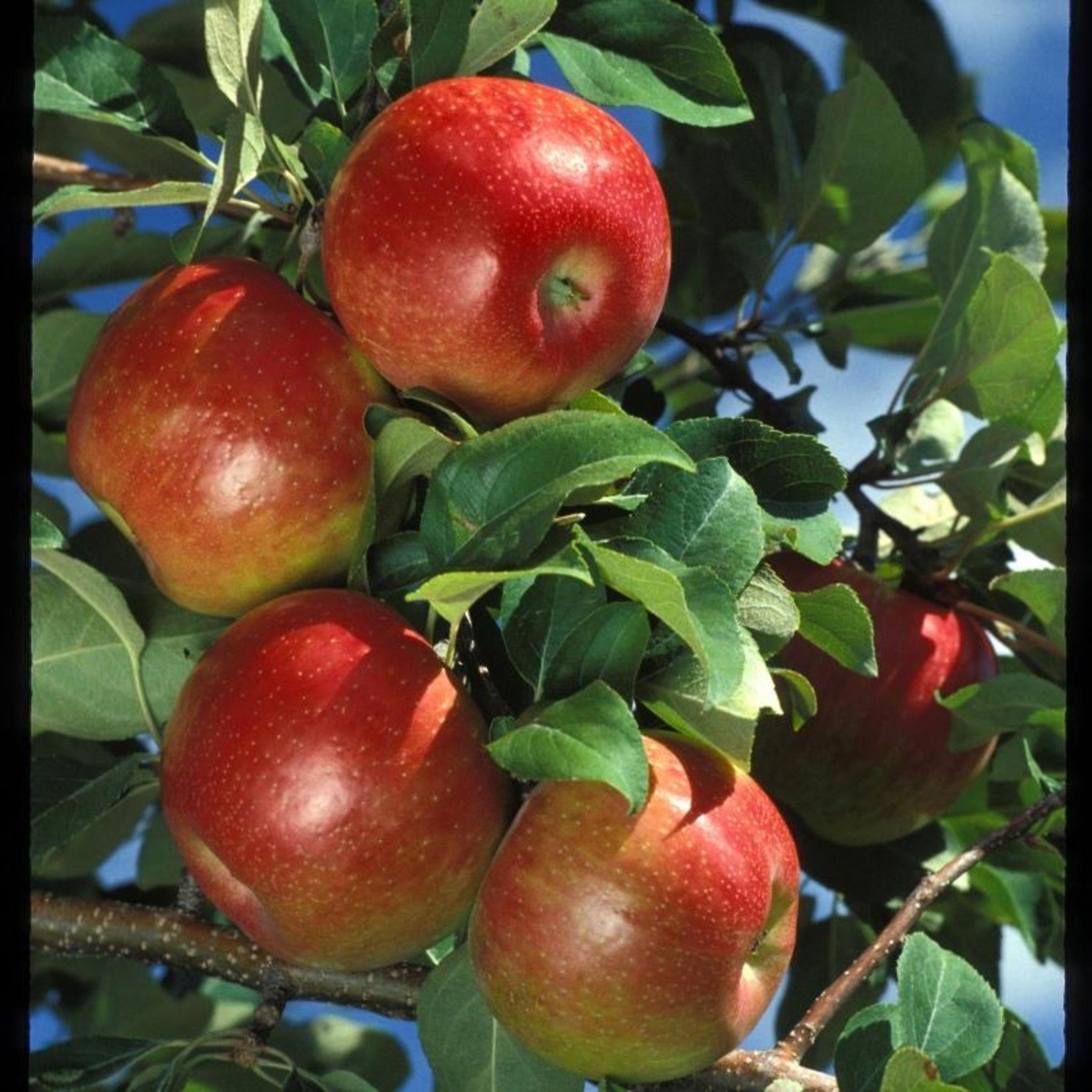 Apple  Honeycrisp 7G