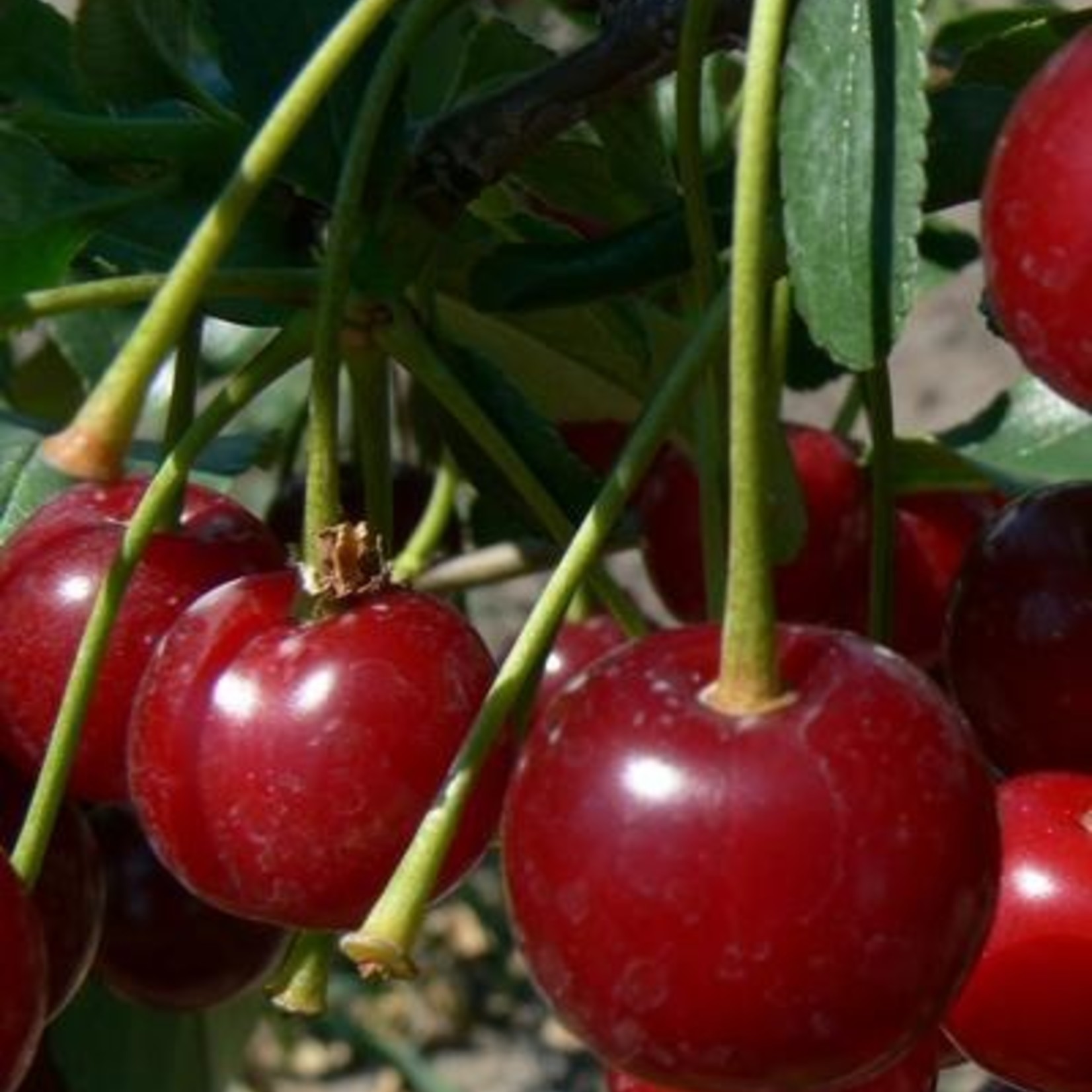 Cherry  Carmine Jewel 7G