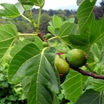 Verns Brown Turkey Fig - Ficus 2G