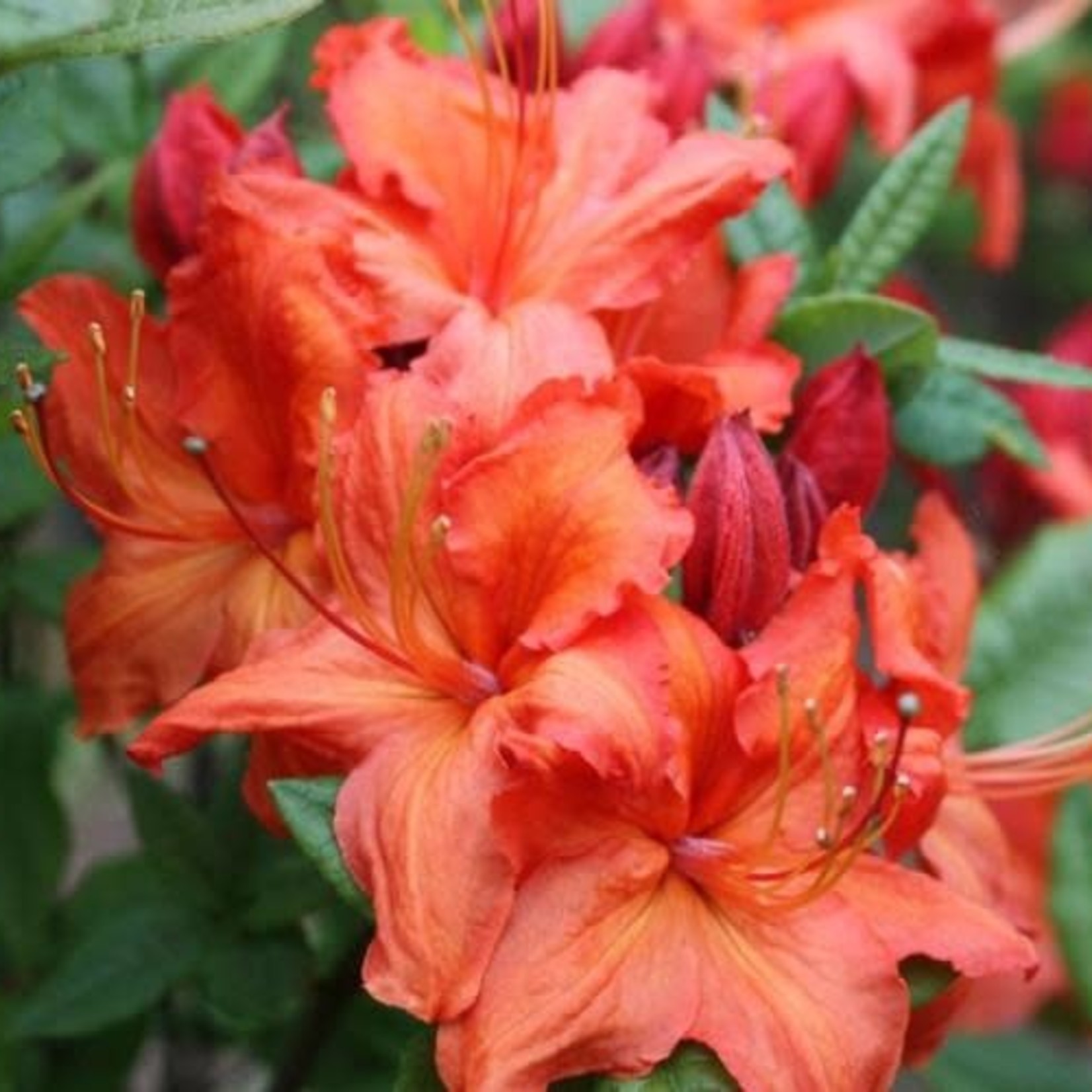 Azalea Fireball 2G