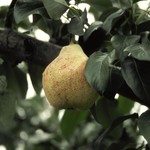Pear Fruit Tree Bartlett 125cm / 4' / 7Gal