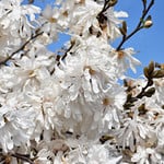 Magnolia 'Royal Star' Multi-stem 5G