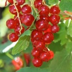 Ribes rubrum Red Lake Red Currant