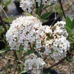 Viburnum Fragrant Snowball 2G