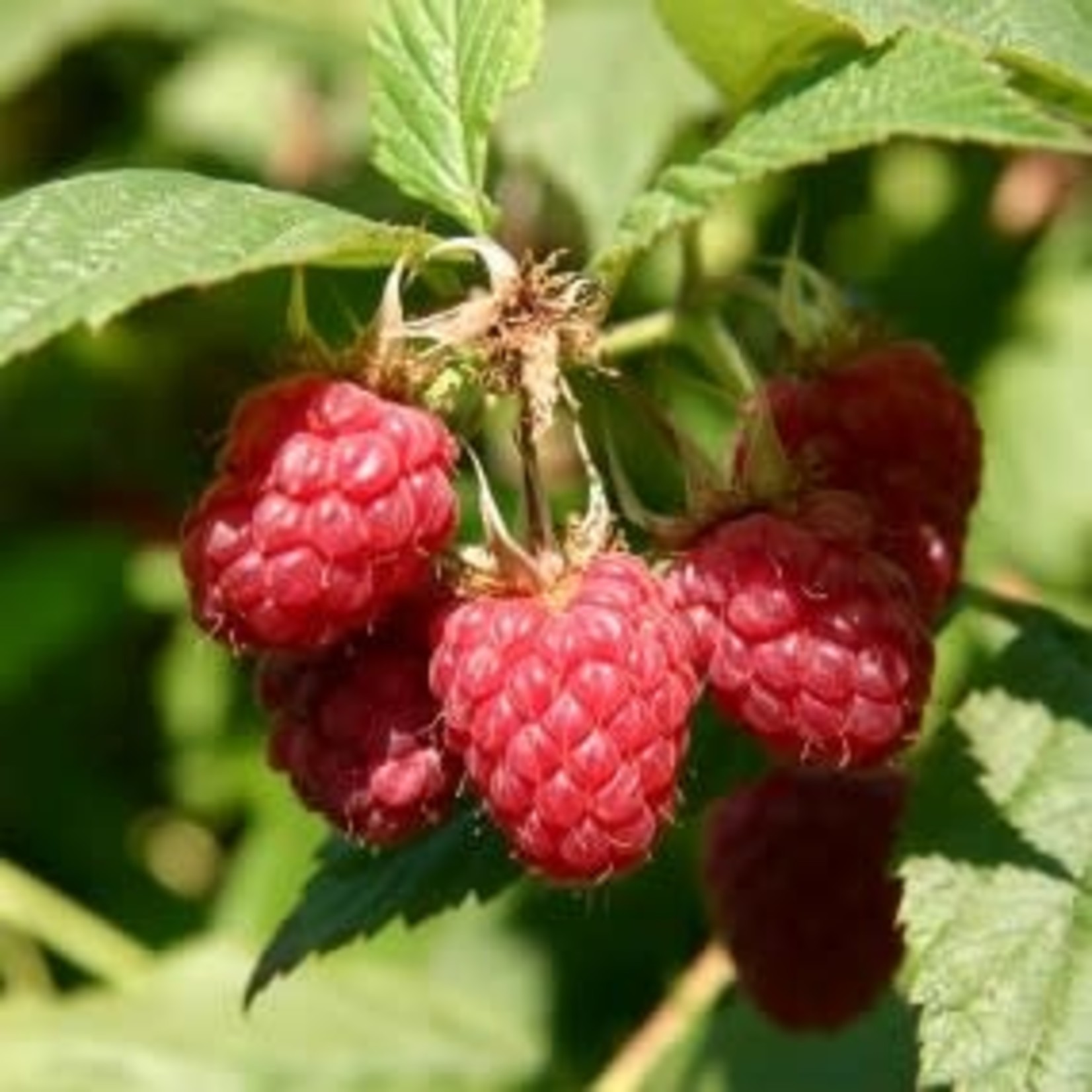 Rubus idaeus Meeker Raspberry