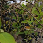 Fringe Tree  (Chionanthus virginicus)  80cm /  5G
