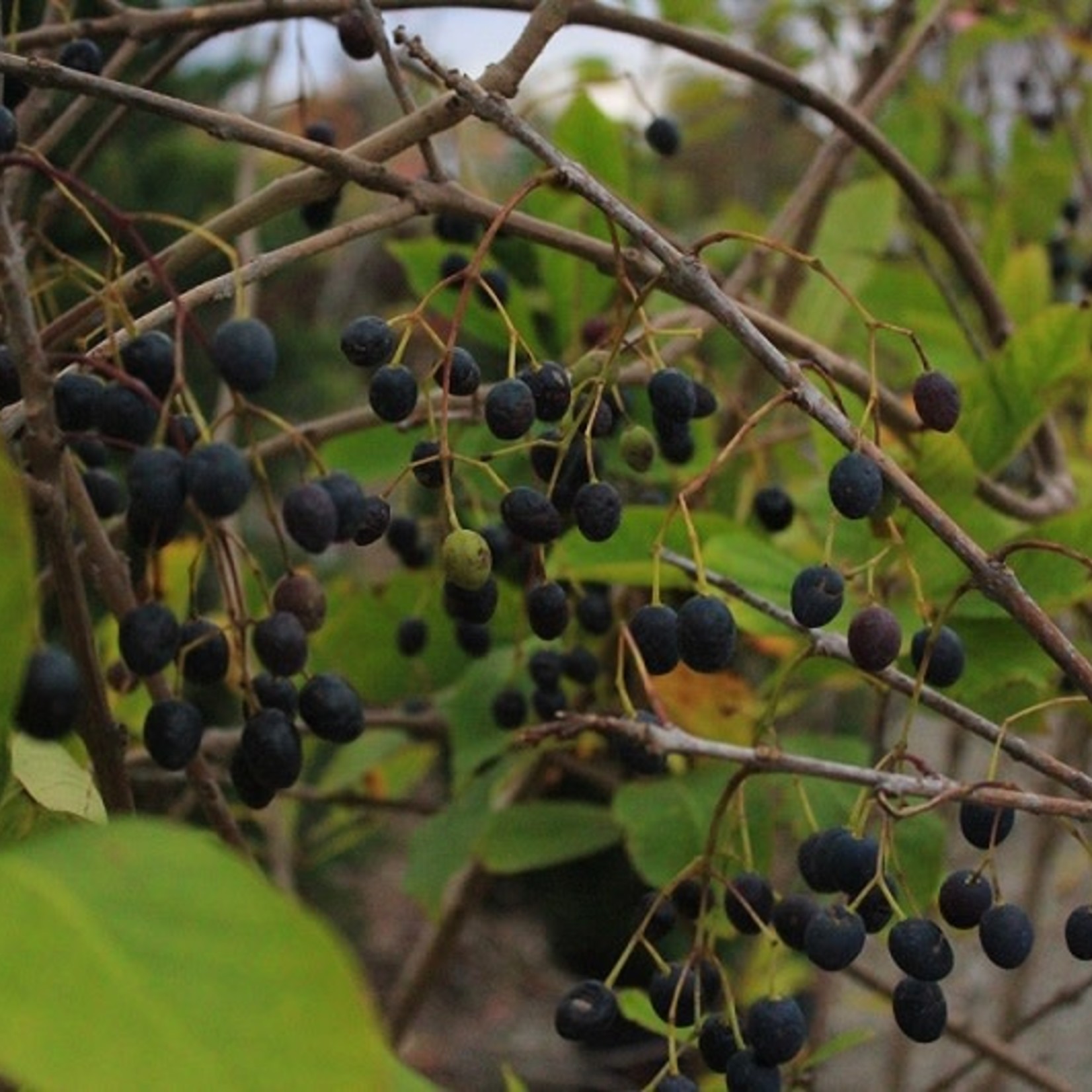 Fringe Tree (Chionanthus virginicus) 80cm / 5G