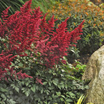 Astilbe - Fanal 1G