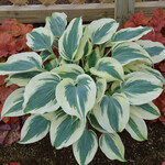 Hosta - Blue Ivory 1G