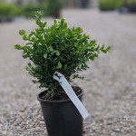 Boxwood  Green Velvet 1G