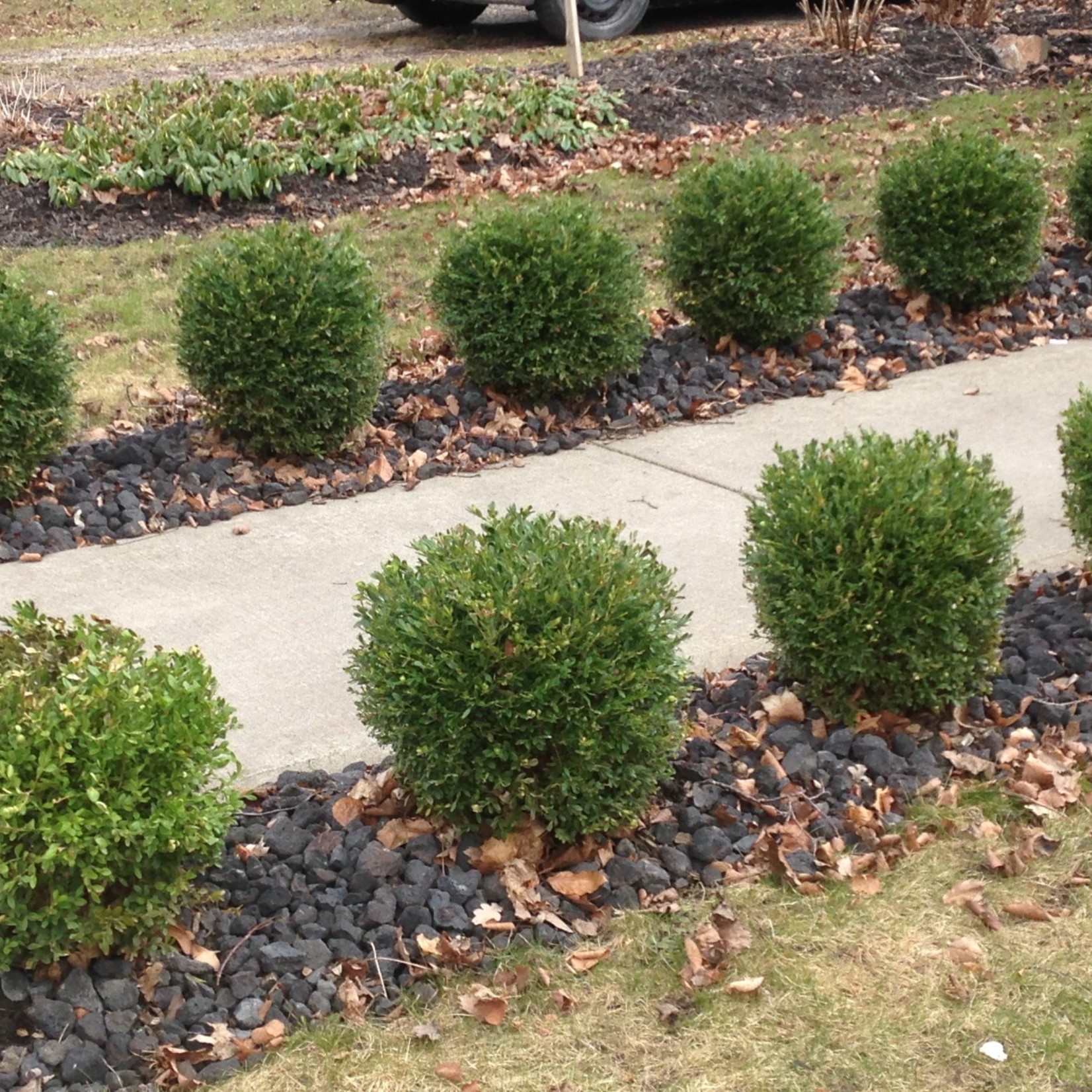 BOXWOOD GREEN GEM 3GAL