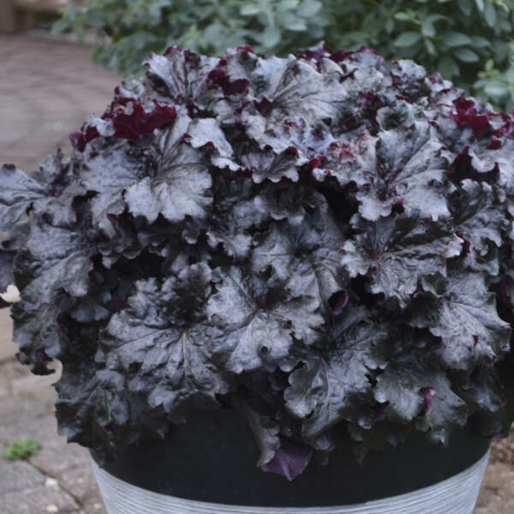 Coral Bells  Evening Gown 8" Pot