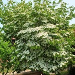 Dogwood Chinese Flowering Tree Form 150 cm