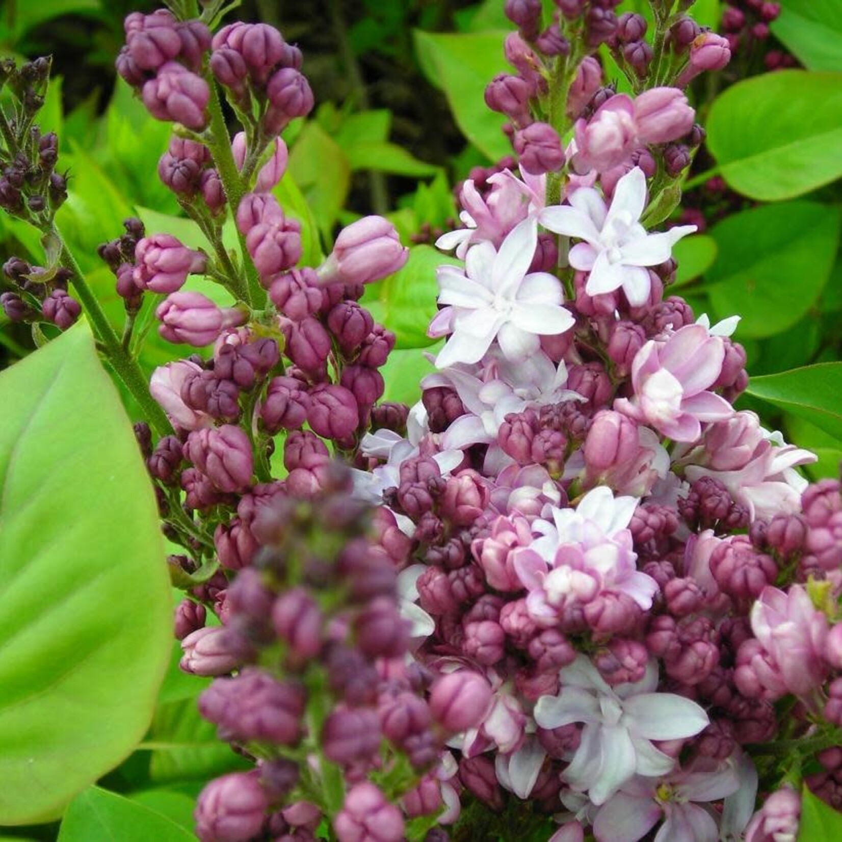 French Lilac - Agincourt Beauty 3G