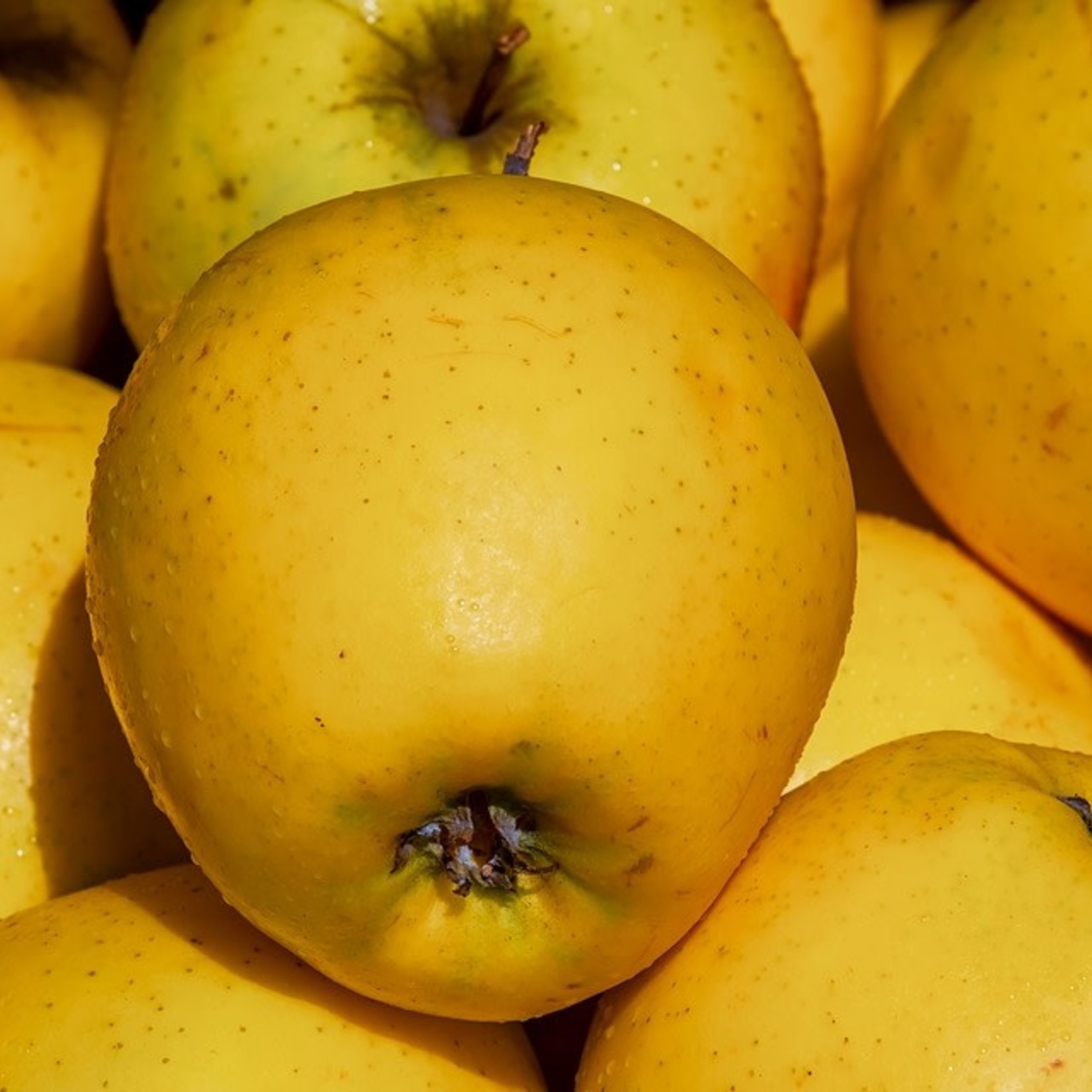 Apple- Golden Delicious 7G
