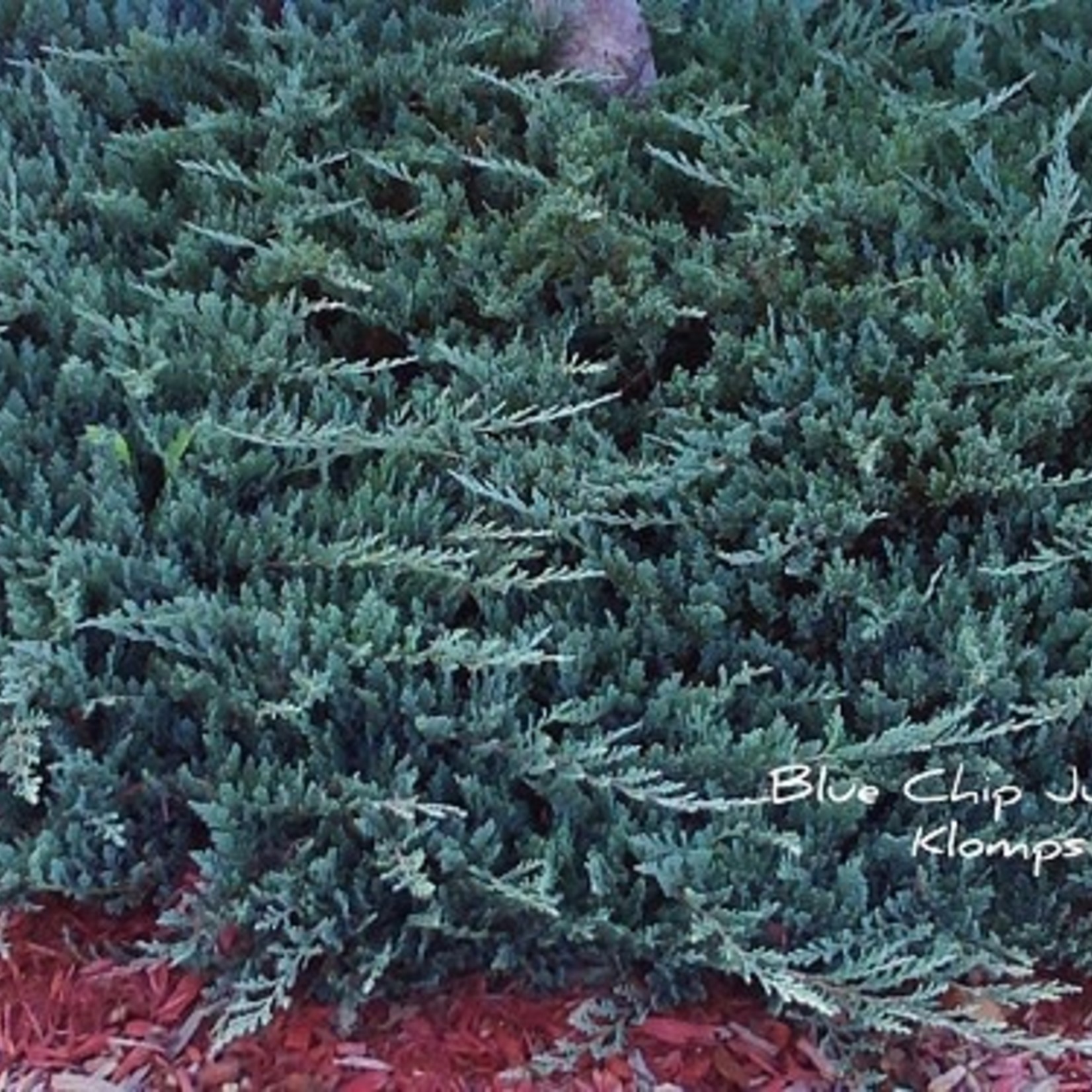 Juniper Blue Chip 3G