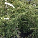 Hemlock Canadian 3G