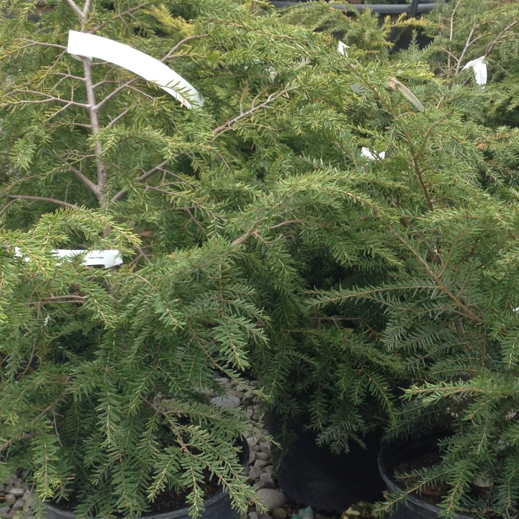 Canadian Hemlock 3G