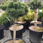 Pine Mugo 'Sherwood Compact' Tree form 5G