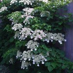 Climbing Hydrangea 5G