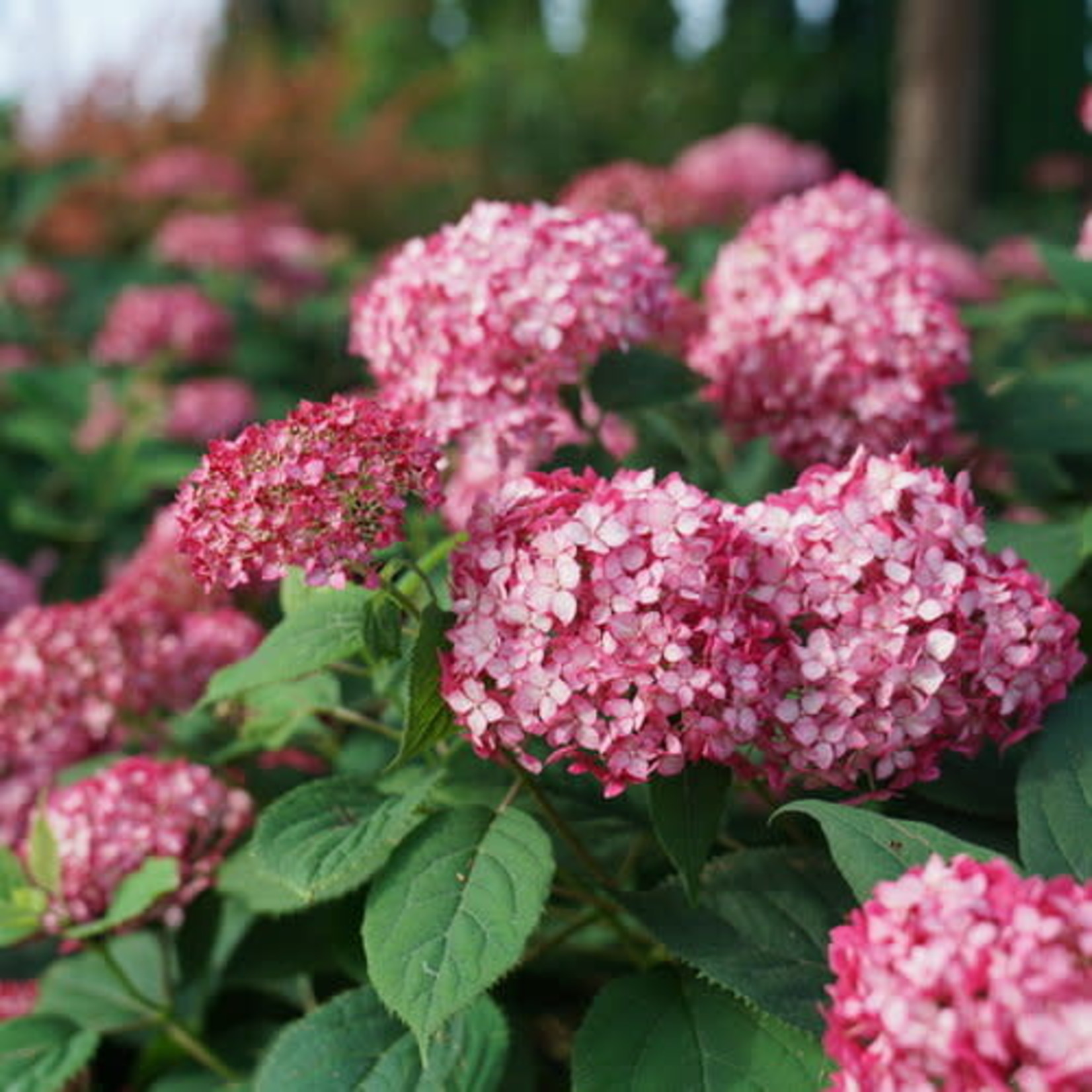 Annabelle Hydrangea Invincibelle Ruby 2G