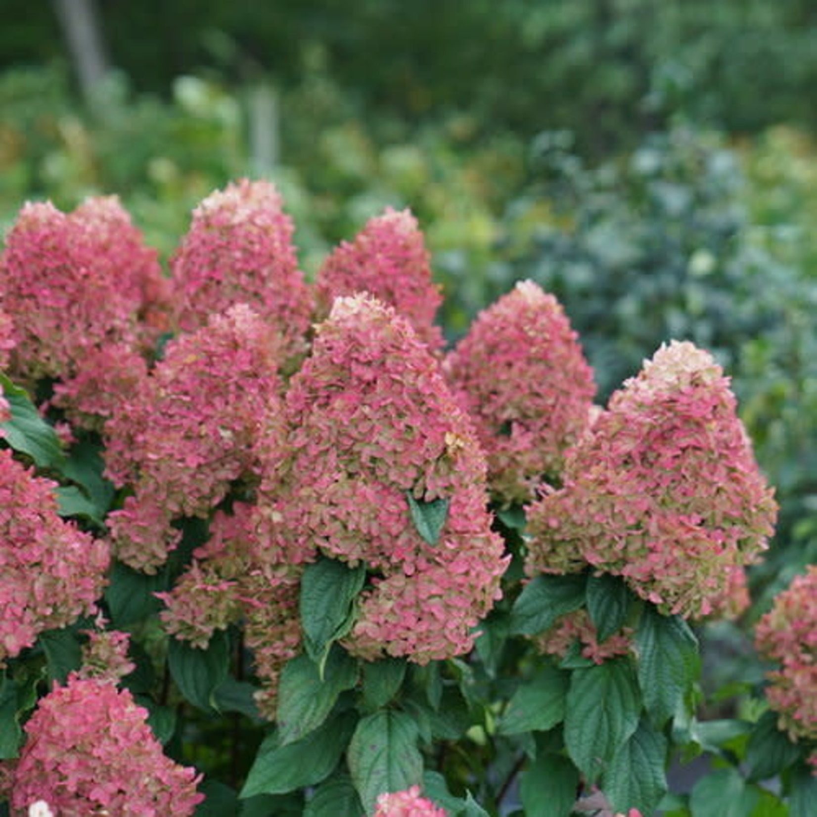 Proven Winners Hydrangea paniculata Quick Fire Fab  PW  2Gal.