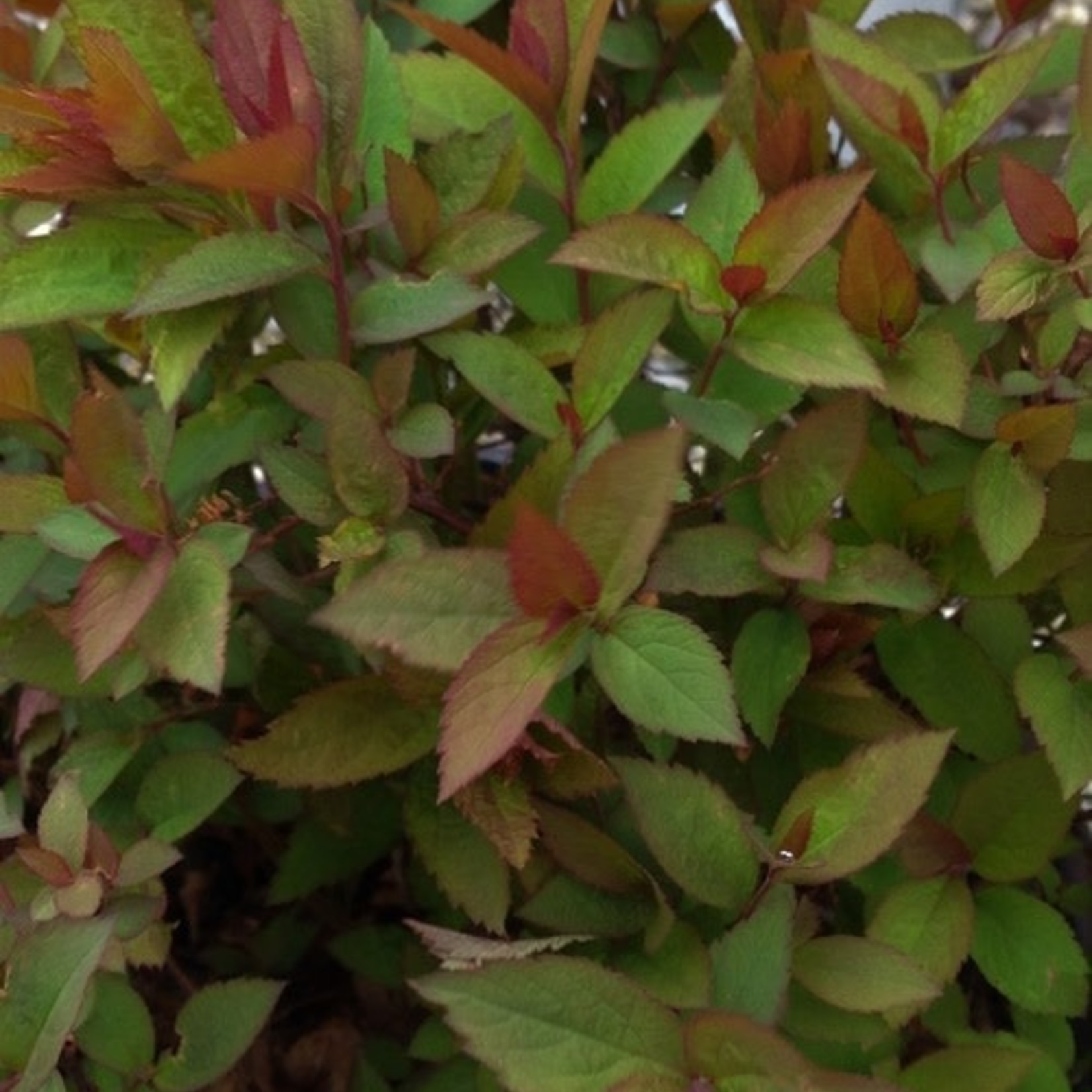 Spirea Double Play Red 2G