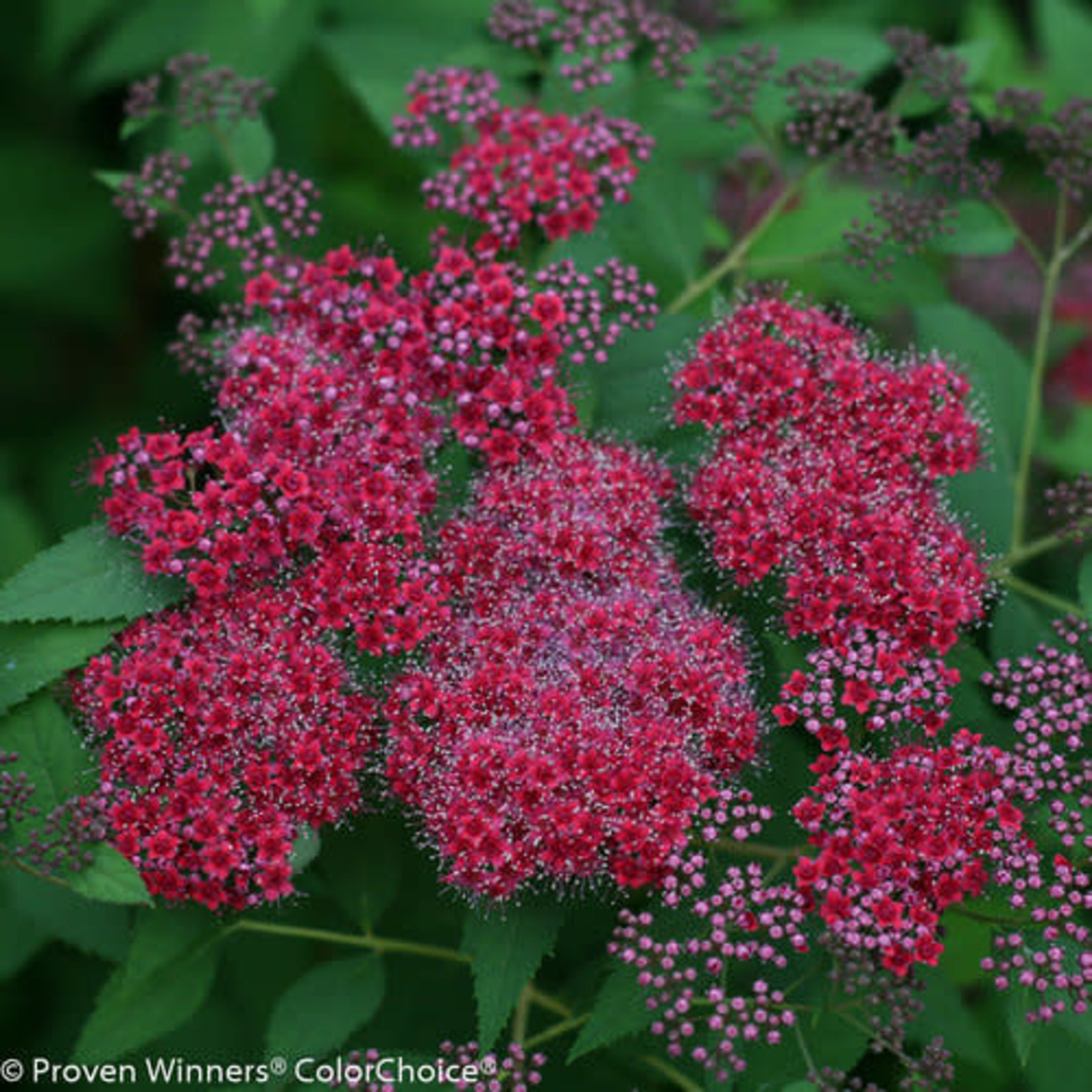 Spirea Double Play Red 2G