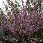 Flowering Almond Std 7G