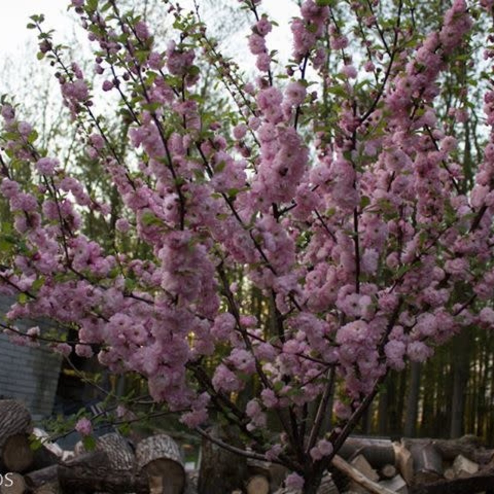 Flowering Almond Std 7G