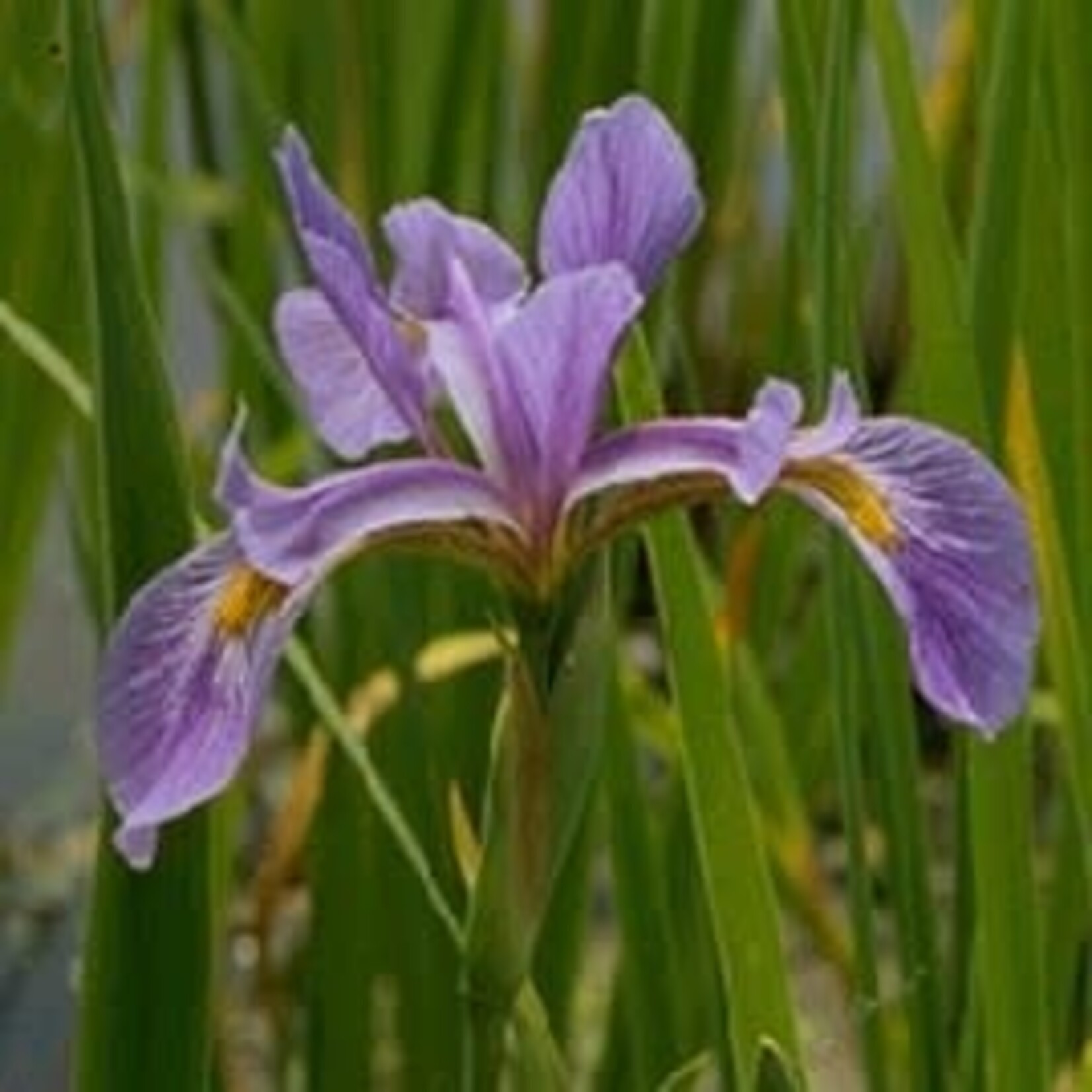 WP Hardy Iris Blue Water  4"