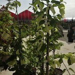 Dove Tree  Sonoma 6G