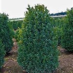 Green Mountain Boxwood 40cm 5G