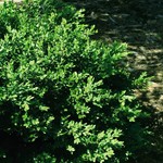 Boxwood Green Velvet 30cm / 3G