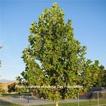 Tulip Tree 7G