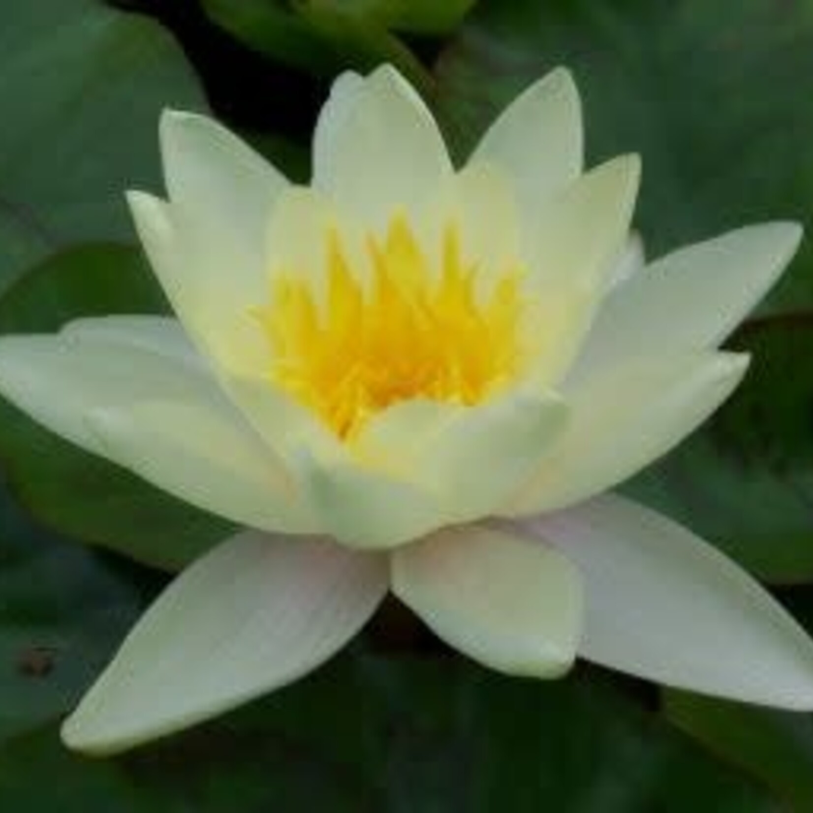 WP Hard Lily Chromatella- Yellow 8"