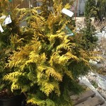 Hinoki False Cypress  Goldilocks 100 cm