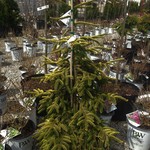 Spruce Oriental ' Skylands' 6G