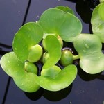 WP Water Hyacinth